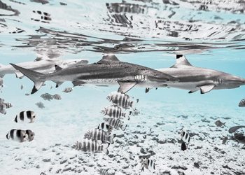 INTERVIEW: Underwater Photographer Chris Leidy On His New Photography Book, “The Coral Triangle,” Top Spots To Capture, Dream Destinations And More