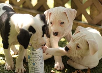 Socially Distant Barktoberfest Benefit To Take Place At North Fork Brewing Co.