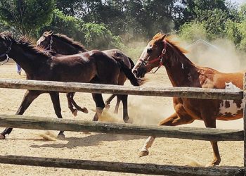 East End-Based Equine Rescue Presenting “Holiday Farm Lights Tour”