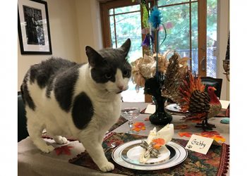 Hamptons-Based Animal Shelter Hosting #Catsgiving, Its First-Ever, Online Adoption Event