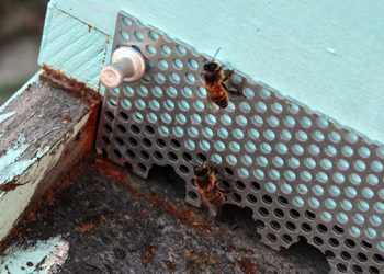 INTERVIEW: Parrish Art Museum Interim Director Chris Siefert And Beekeeper Tony Piazza On The Museum’s Honey Harvest