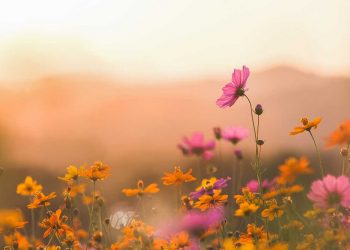 The EWECC Presents: Whitmore Kids Summer Fun Camp