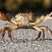 SOFO’S Crabs And Other Critters In The Surf Live Presentation