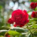 Southampton Rose Society’s Mini Rose Planting & Art Workshop