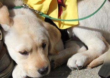 Little Lucy’s Halloween Parade Brings Out The Dogs