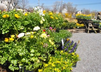 Sag Harbor Easter Bonnet Parade And Petting Zoo Is Another Success