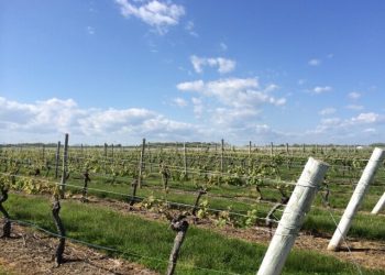 East End Hospice Hosts 20th Annual Pig Roast At Pindar Vineyards