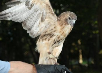 Isaac Mizrahi Co-Hosts Evelyn Alexander Wildlife Rescue Center Of The Hamptons