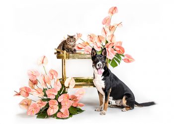 Treasures For The Home Virtual Auction To Support Animal Rescue Fund Of The Hamptons