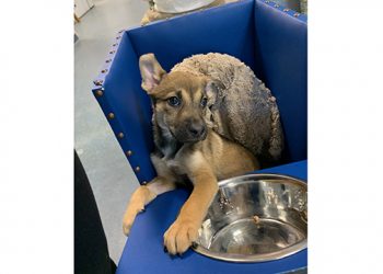 Puppy With Congenital Megaesophagus In Need Of Foster Home