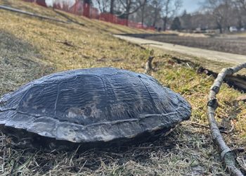 Wildlife Rescue Of East Hampton: Turtle Recovery At Town Pond