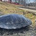 Wildlife Rescue Of East Hampton: Turtle Recovery At Town Pond
