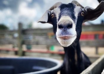 Riverhead-Based Horse Rescue Holding Monthly Farmers Market And Tours
