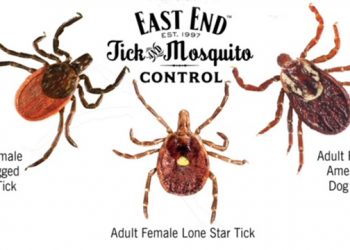 The Warm Weather Is Here…And So Are The Ticks!