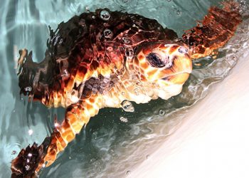 New York Marine Rescue Center Holding Virtual And In Person Run For The Ridley
