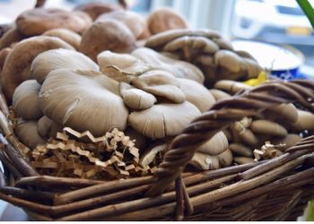 Hen Of The Woods Opens In Southampton