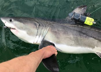SOFO Shark Team: Research Shows Juvenile Great White Sharks Prefer Near Shore Habitats