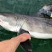 SOFO Shark Team: Research Shows Juvenile Great White Sharks Prefer Near Shore Habitats