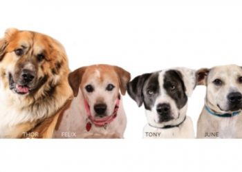 Calling All Coffee & Dog Lovers: Meet the Adoptable Dogs Of Southampton Animal Shelter Foundation At The Golden Pear Café