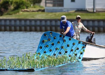 Concerned Citizens Of Montauk Launches Fort Pond Floating Wetlands