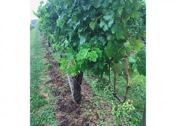 2021 King Or Queen Of Long Island Wine Country To Be Decided During Charity Wine Tasting