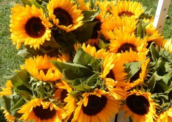 5th Annual Southampton SeptemberFest