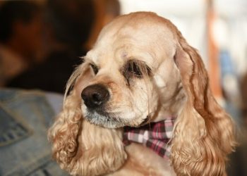 Gimme Shelter’s 5th Annual Summer Event: Fur, Fun And Focus For A Fabulous Evening