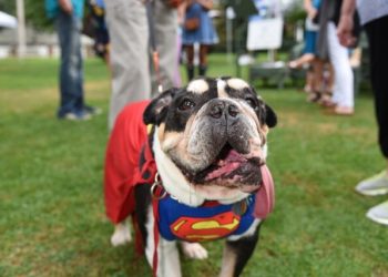 Beth Stern Attends Southampton Historical Museum And North Shore Animal League America’s Yappy Hour