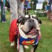 Beth Stern Attends Southampton Historical Museum And North Shore Animal League America’s Yappy Hour