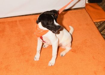 Isaac Mizrahi Serves As Master Of Ceremonies At ASPCA’s 20th Anniversary Bergh Ball