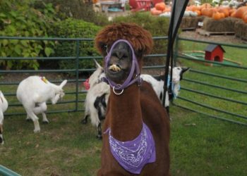 Groundworks @ Hrens Presents 5th Annual Fall Festival