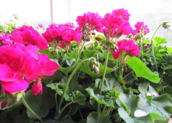 The Garden Club Of East Hampton Kicks Off Memorial Day Weekend With Annual Garden Party And Plant Sale