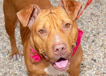 Southampton Animal Shelter Foundation Hosts A Barkin’ (& Meowin’) Brunch