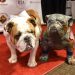 Coco Austin Hosts Long Island Bulldog Rescue’s Bash For The Bulldog