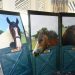 CTREE’s “Horses Changing Lives” Benefit Celebrates 10th Anniversary