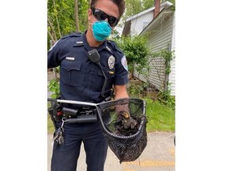 Ducklings Rescued From East End Storm Drain