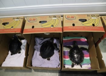 Kemp’s Ridley Sea Turtles Rehabbed At Atlantic Marine Conservation Society Flown To Florida For Release