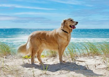 American Humane’s Dogs On The Dunes Benefit