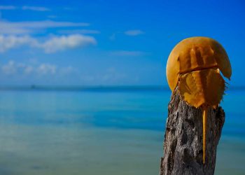 SOFO’s Horseshoe Crab Beach Walk