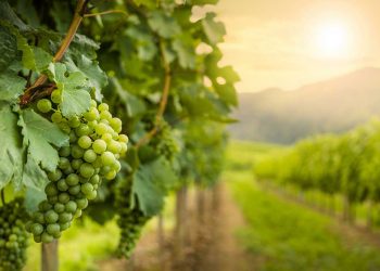 Wölffer Estate’s Yoga In The Vines
