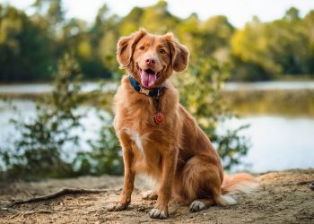 ARF’s Virtual Bow Wow Meow Ball