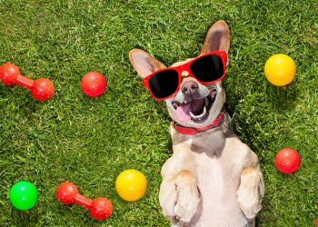 Southampton Animal Shelter Foundation’s 12th Annual Unconditional Love Gala