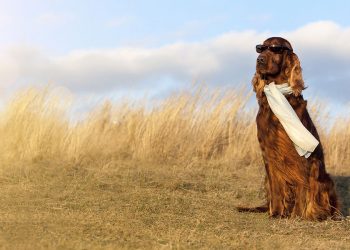 3rd Annual Hamptons Dog Show