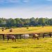 Wild: The Legendary Horses Of Sable Island Book Signing In SH