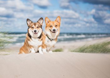 SASF 1st Annual So Fetch Beach Party