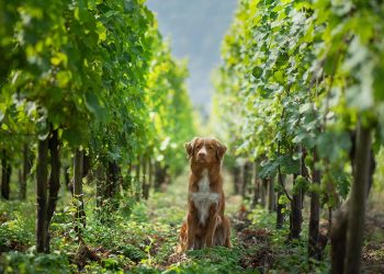 Bideawee’s Canine-Friendly Ball in Water Mill