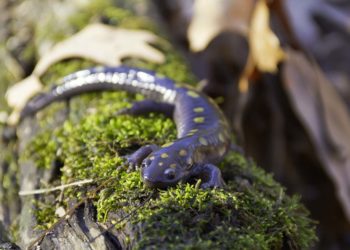 SOFO’s Annual Salamander Log Rolling With Andy Sabin In MTK