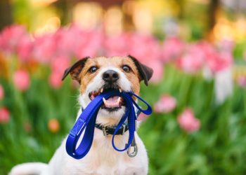 ARF Dog Walk Oct. 9th