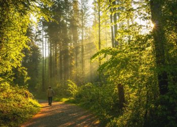 SOFO’s Enchanted Walk at the Ghost Forest