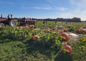 The Inevitable Rise Of Hank’s Pumpkin Town